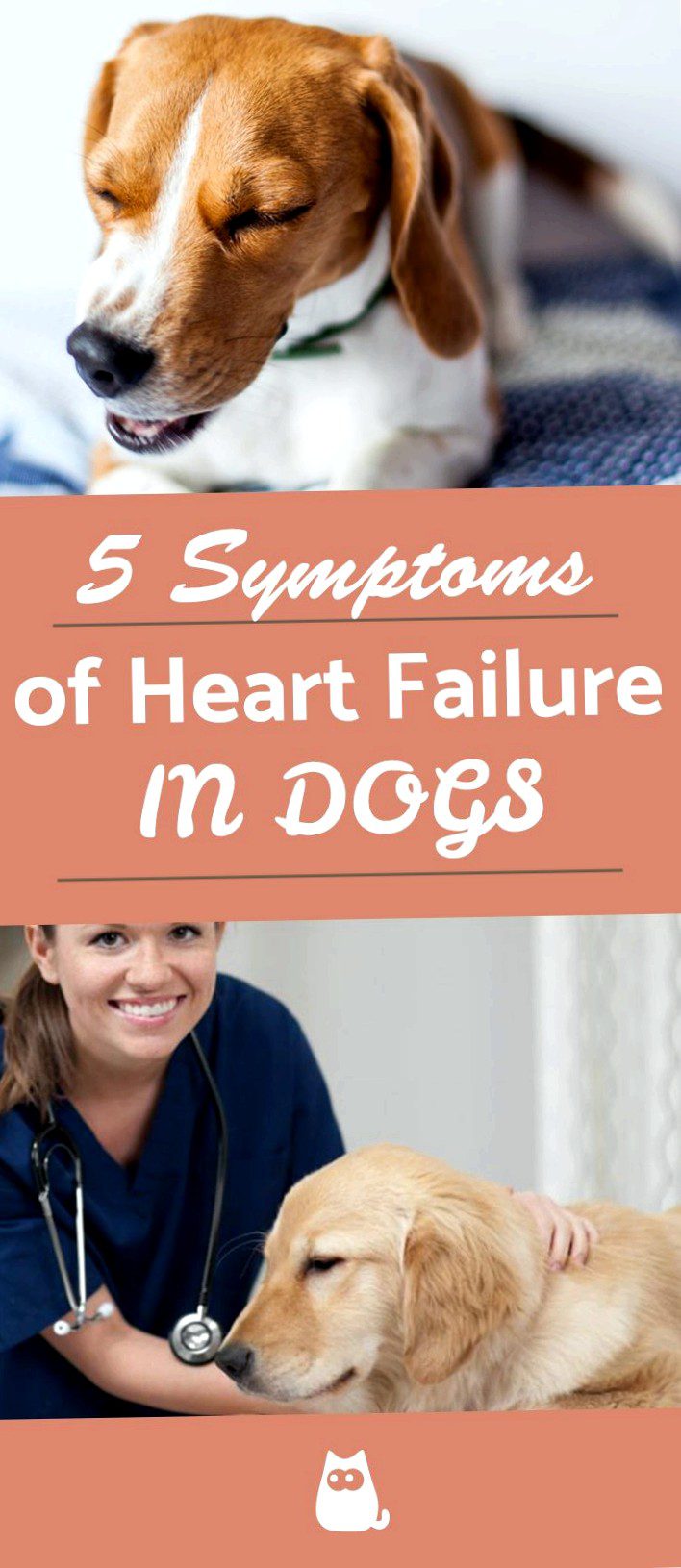 Signs and Treatment of Congestive Heart Failure in Dogs