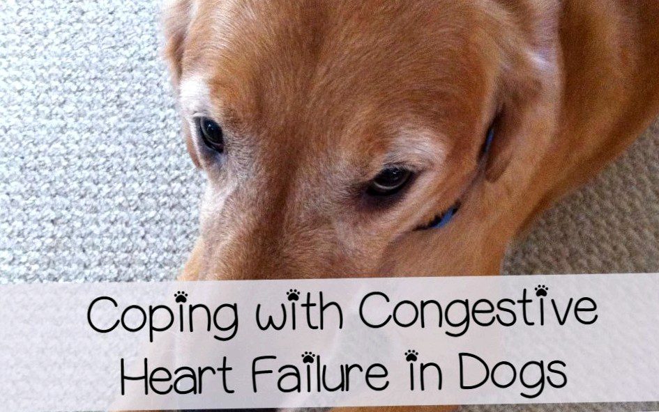 Signs and Treatment of Congestive Heart Failure in Dogs